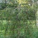 Betula pendula 'Youngii'